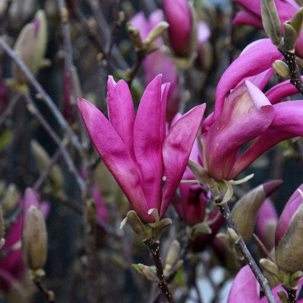 2 x magnolia 'susan' - magnolia 'susan'  - 60-80 cm pot