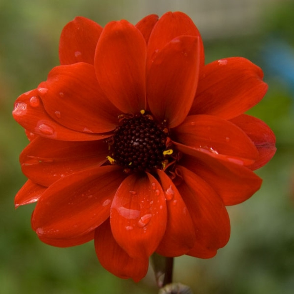 Dahlia gpe nains simples 'bishop of llandaff' bulbe calibre i