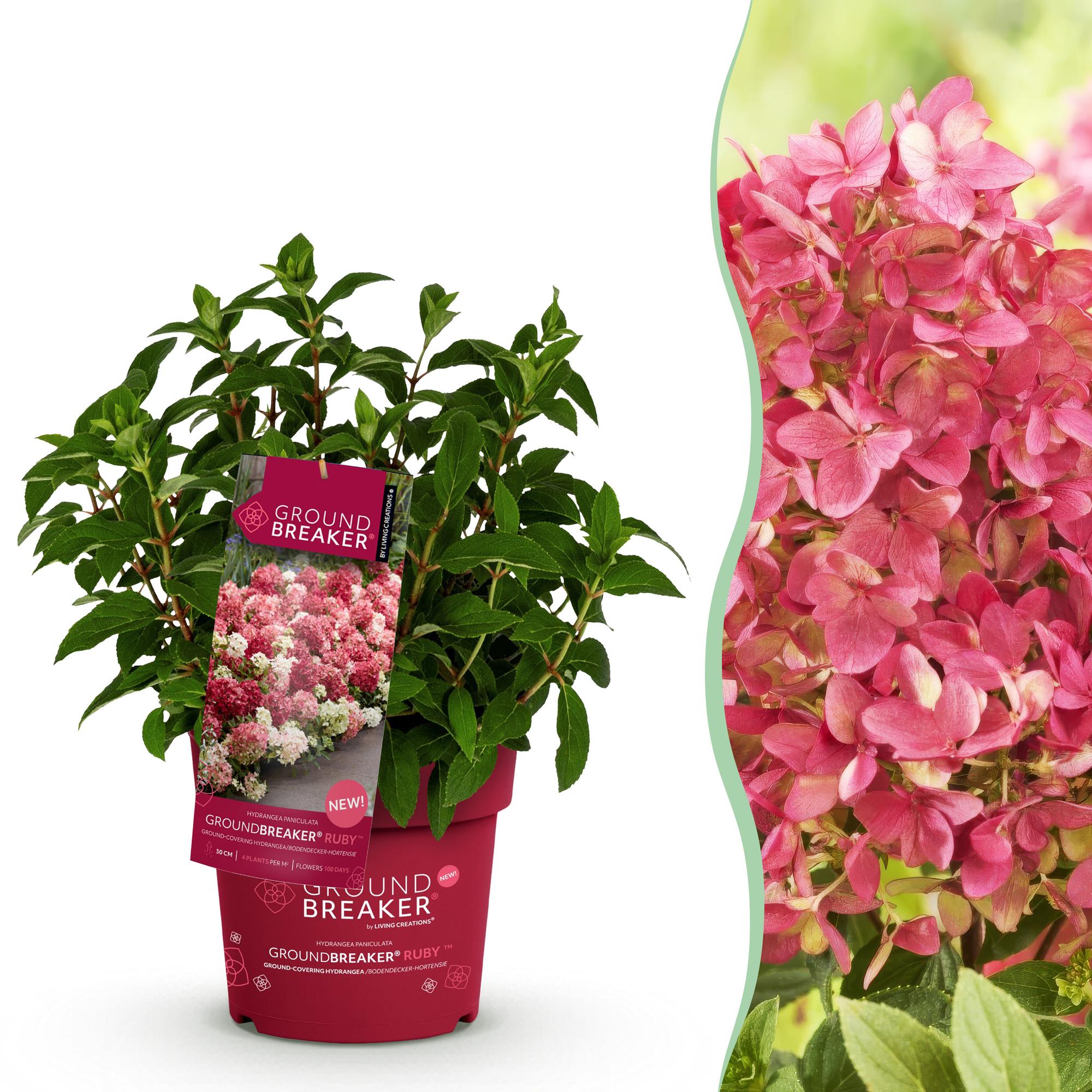 Hortensia groundbreaker ruby - pot 14 cm - hauteur 20-25 cm