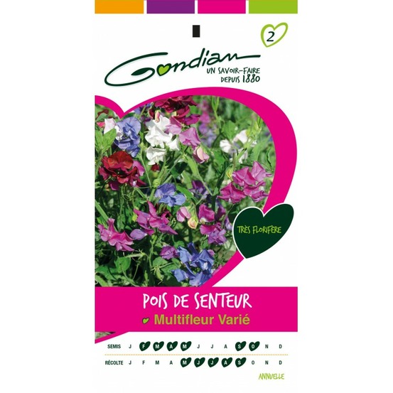 Pois de senteur multifleur varié