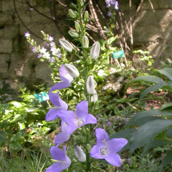 Campanule pyramidale lot de 9 godets
