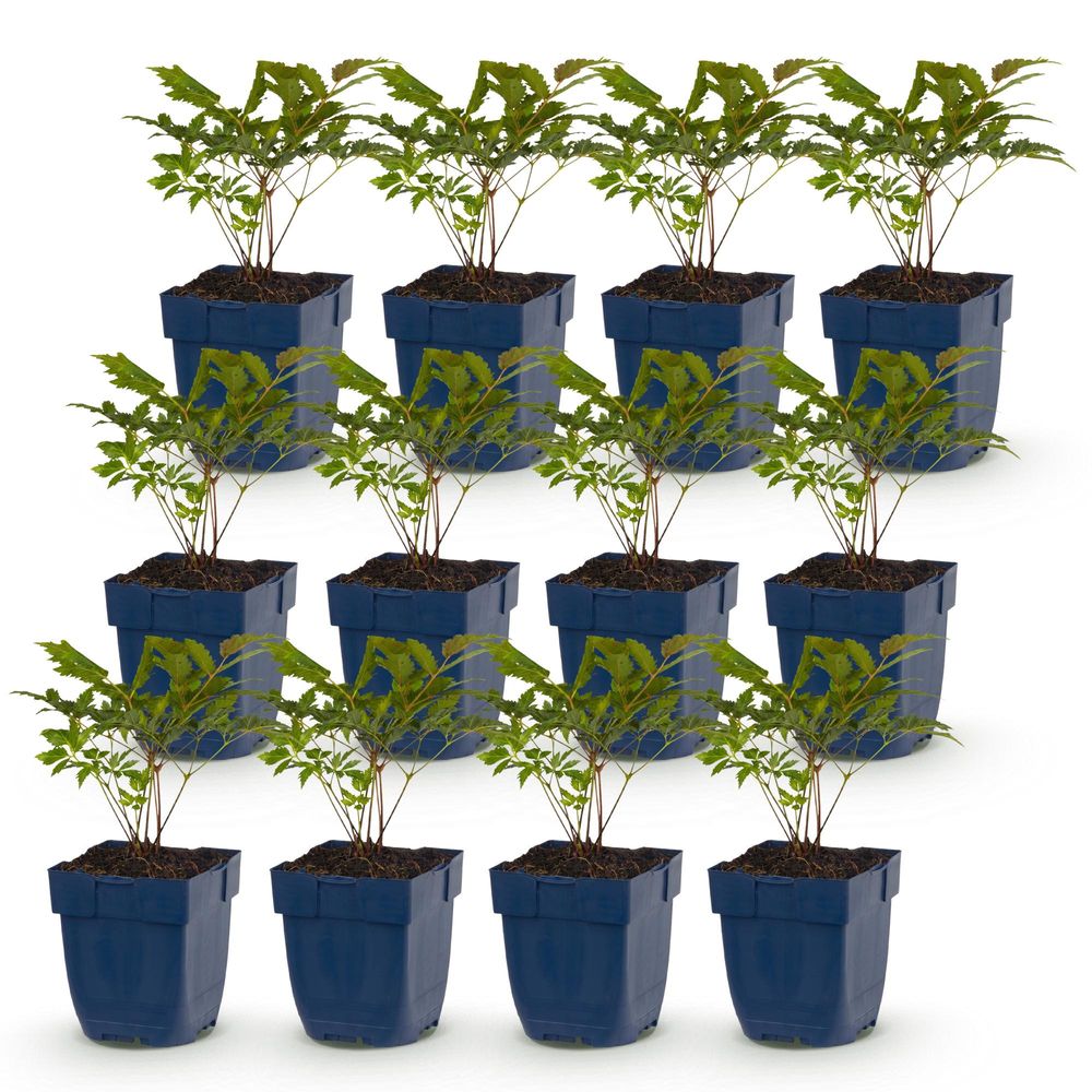 Astilbe 'fanal' - lot de 12 - pot 11 cm - hauteur 25 cm
