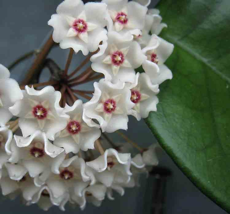 Hoya fungii (fleur de porcelaine, fleur de cire) taille pot de 2 litres - 20/40 cm -   blanc et rose