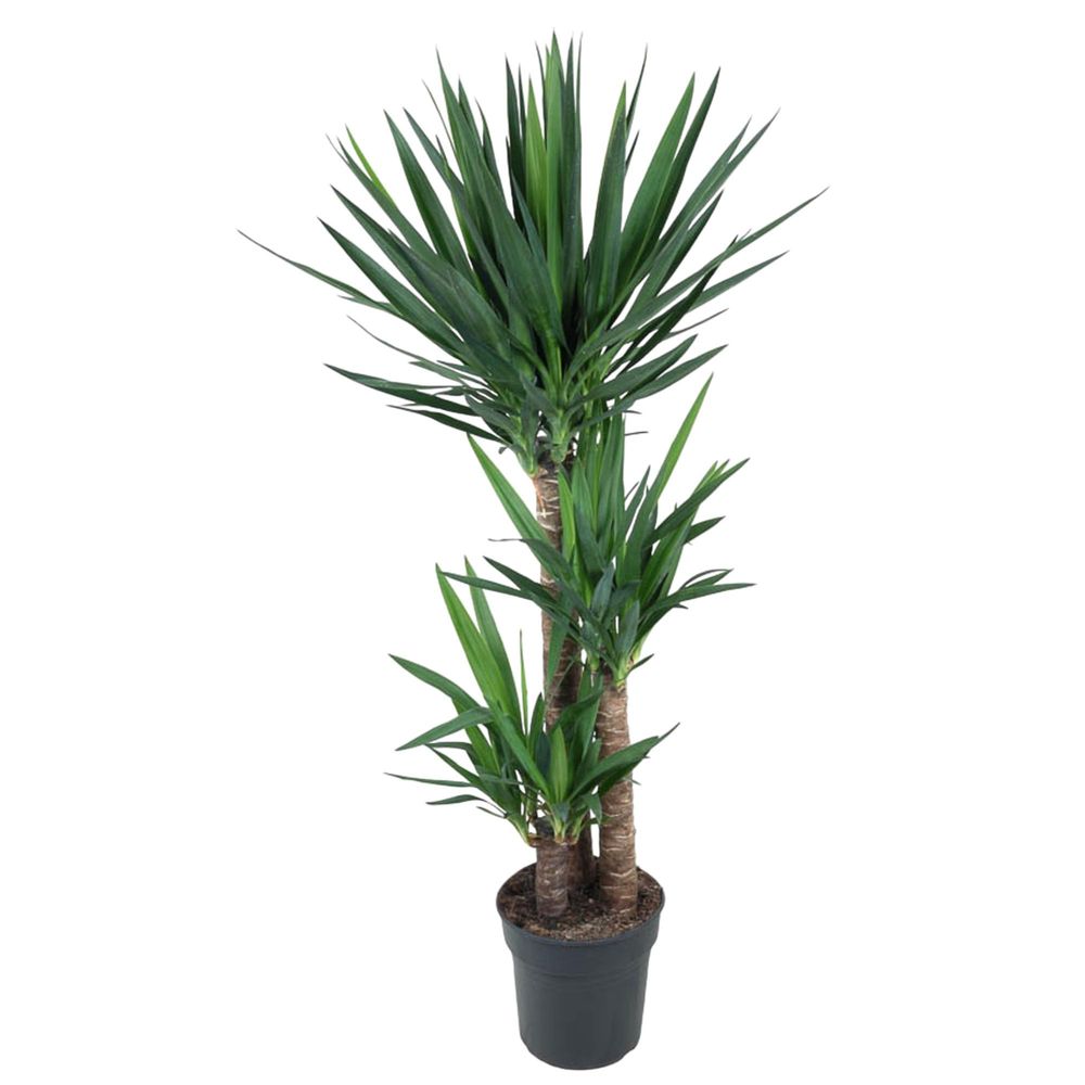 Yucca elephantipe - plantes d'intérieur