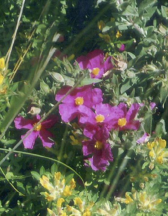 Ciste pulvérulent 'sunset' pot de 2l/3l