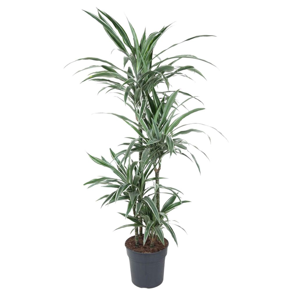 Dracaena warneckei - plantes d'intérieur