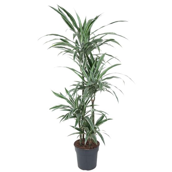 Dracaena warneckei - plantes d'intérieur