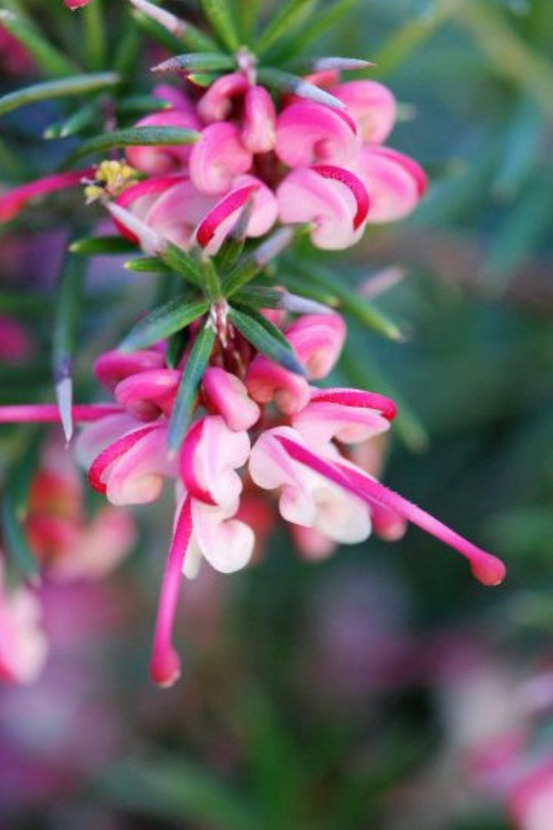 Grevillea 'rosa jenkinsii' - 3l