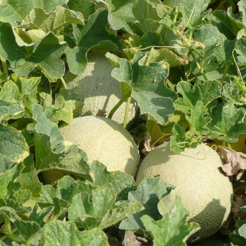 Graines de melon charentais - vilmorin sachet