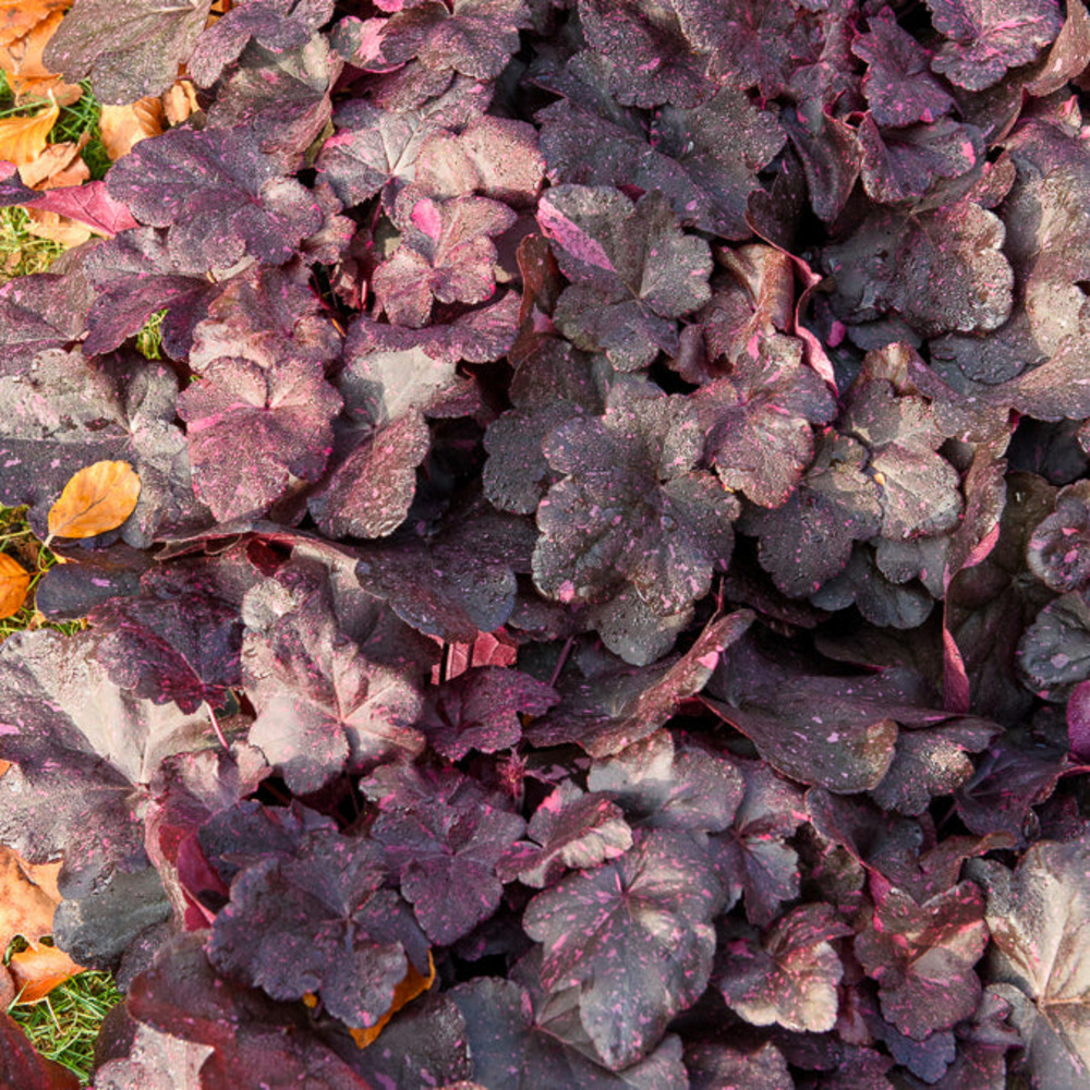 Heuchère midnight rose - le pot / ø 9cm, vendu par lot de 2