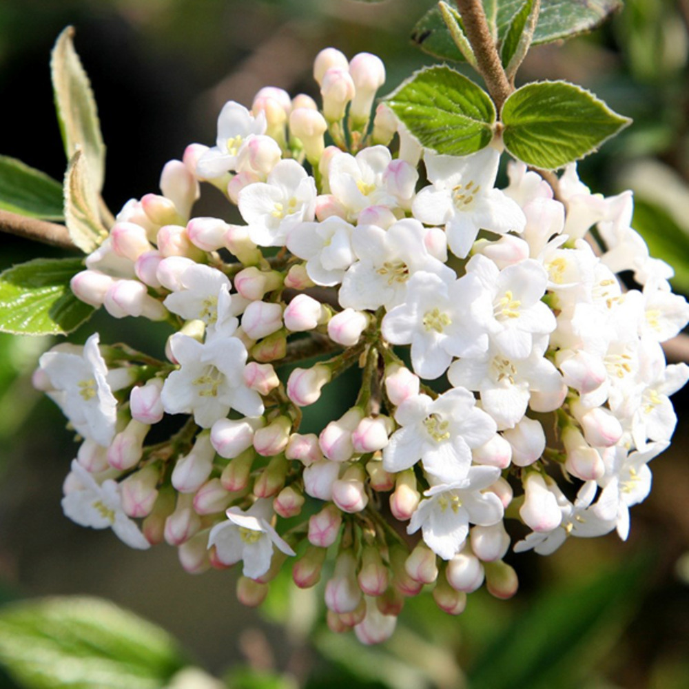 Viorne du burkwood - viburnum burkwoodii - 60-80 cm pot