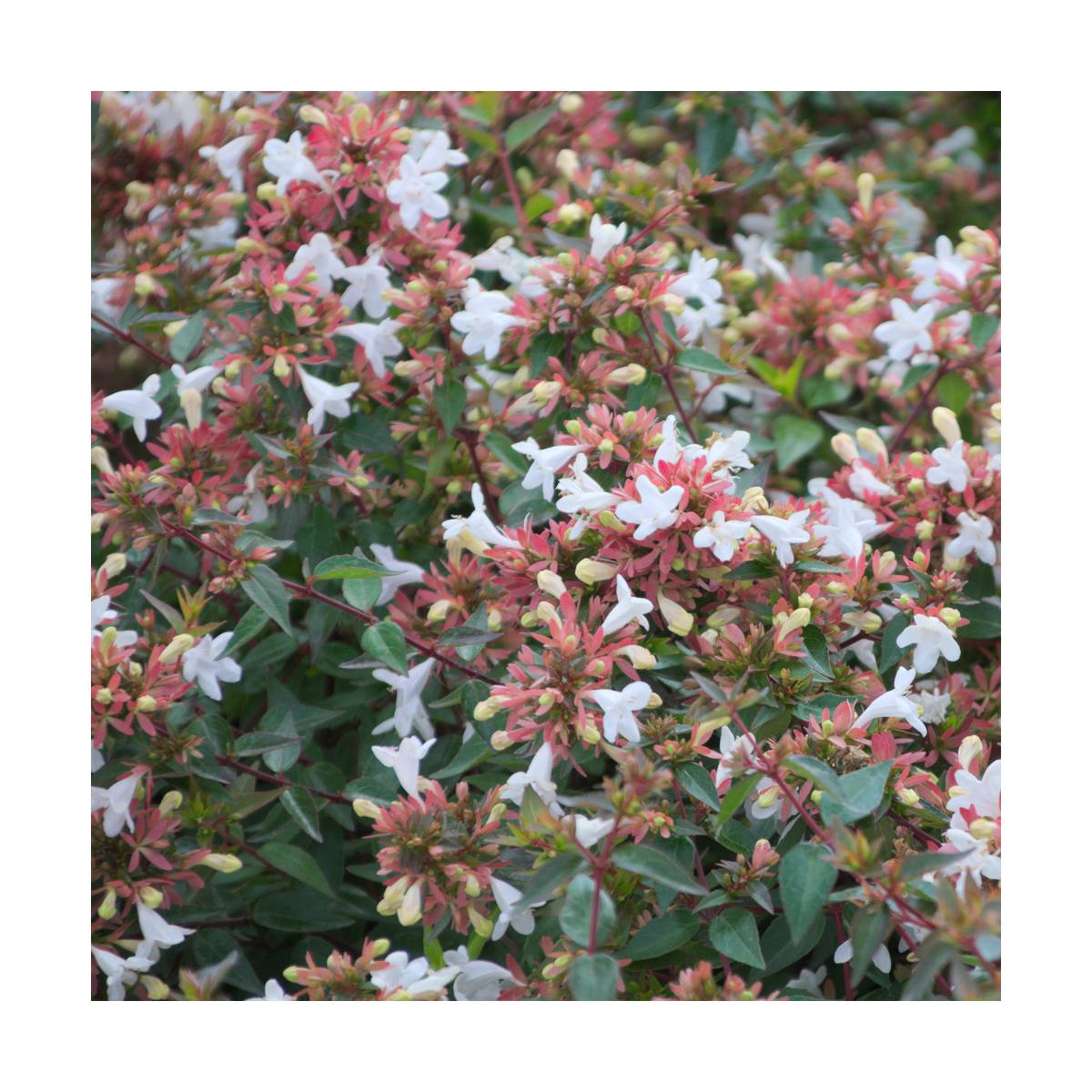 Abélie à grandes fleurs sherwood/abelia grandiflora 'sherwood'[-]pot de 12l - 80/100 cm