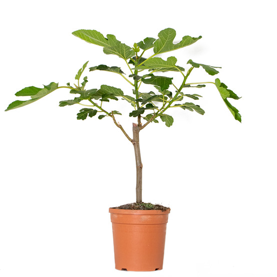 Ficus carica 'brown turkey' - figuier - arbre fruitier - 60-80 cm de haut - pot 17 cm