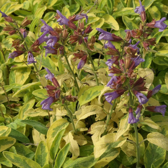 Sauge officinale icterina lot de 9 godets