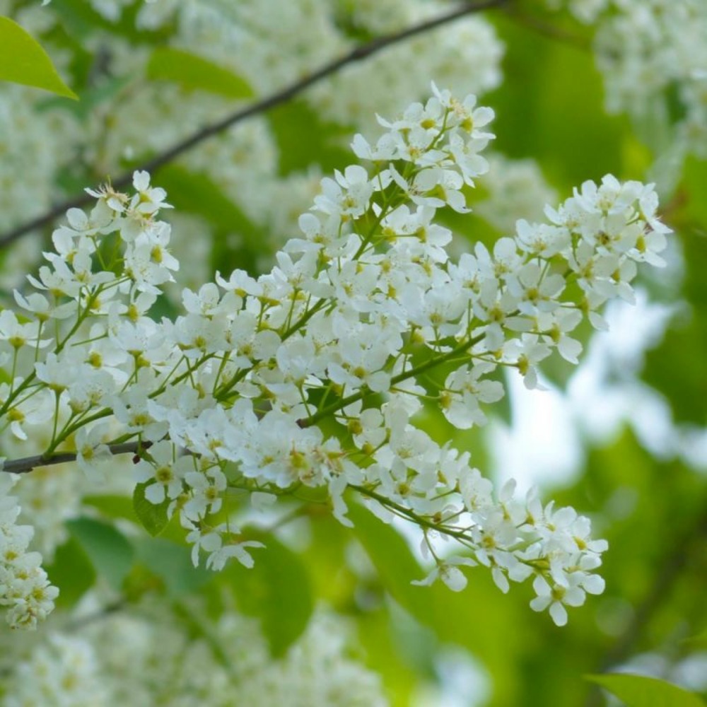 Cerisier à grappes (prunus padus)