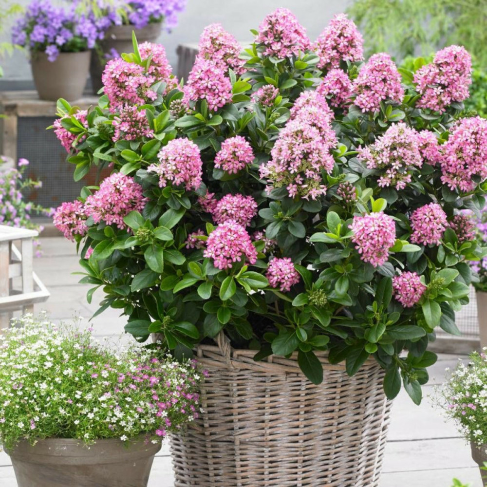 Escallonia pink elle® 'lades' pot de 3l - 40/60 cm