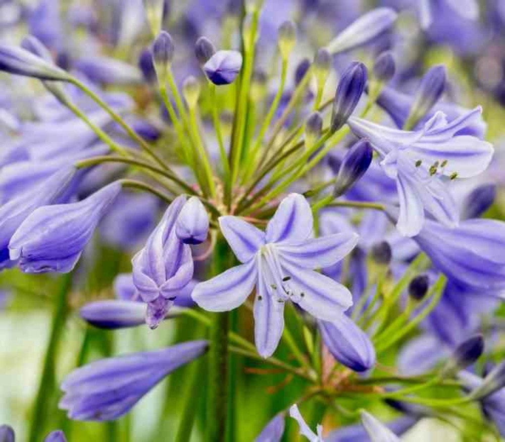 Agapanthe lapis lazuli (agapanthe) couleur floraison:violet - pot de 5 litres - 30/40cm