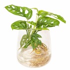 Monstera en hydroculture et son vase en verre - h30cm, ø12cm