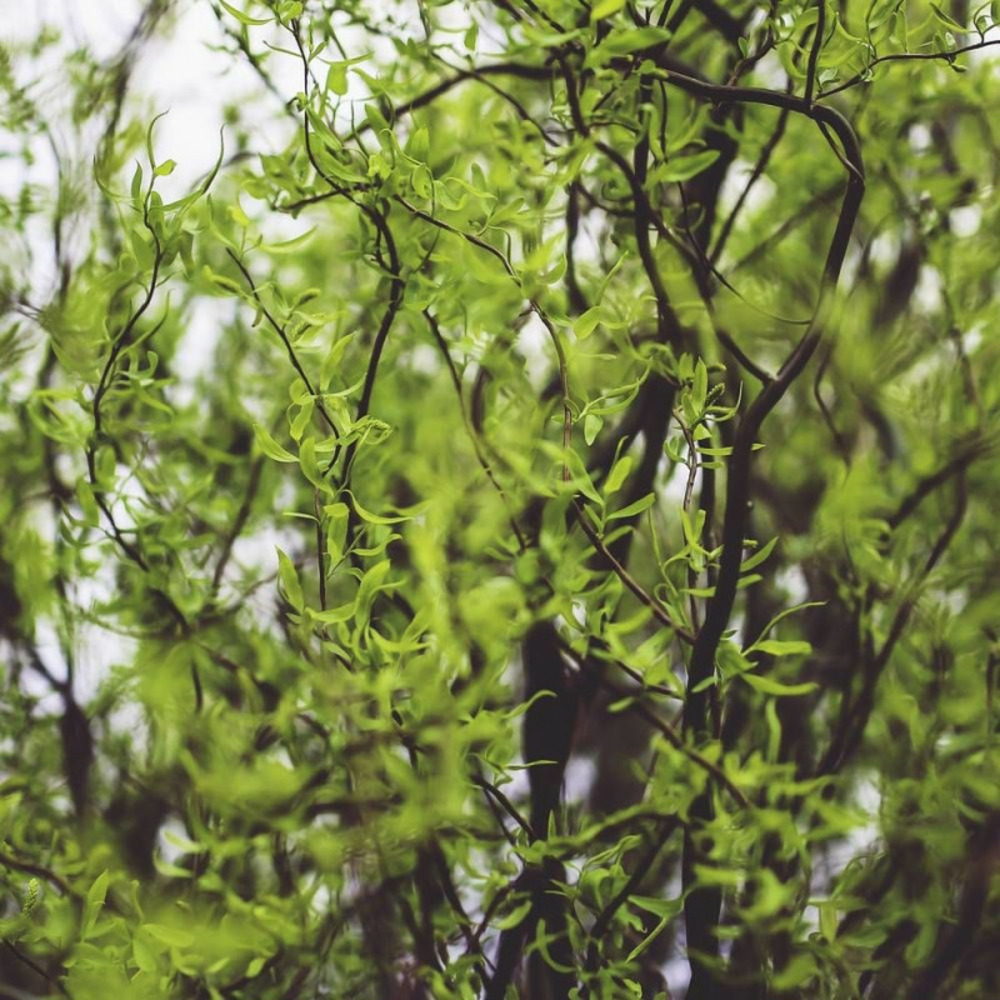 Saule de pékin tortueux, salix pot de 4l - 40/60 cm
