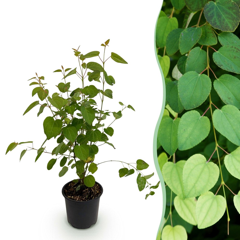 Cercidiphyllum japonicum – pot 12 cm – hauteur 35 cm