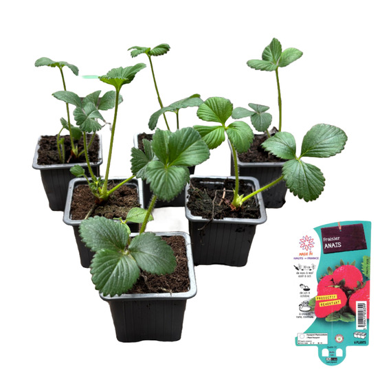 Fraisier anais, lot de 6 godets 7cm