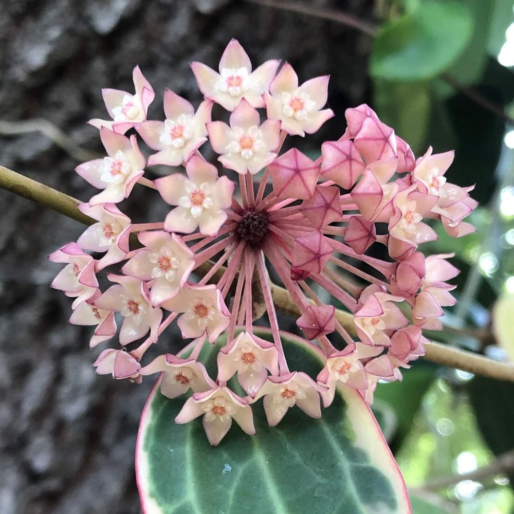 Hoya latifolia albomarginata - pot de 8cm