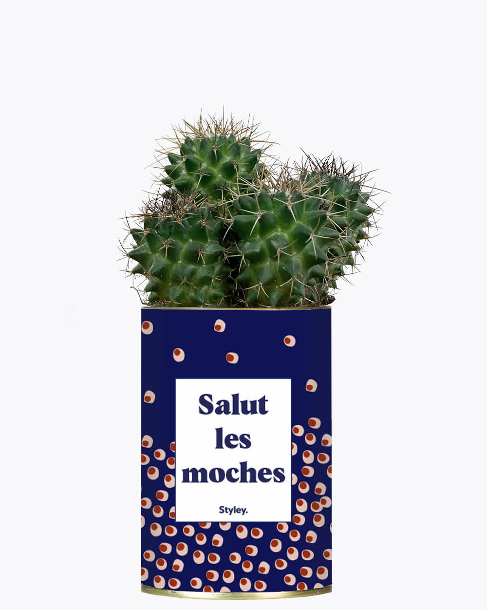 Idée cadeau - salut les moches - cactus