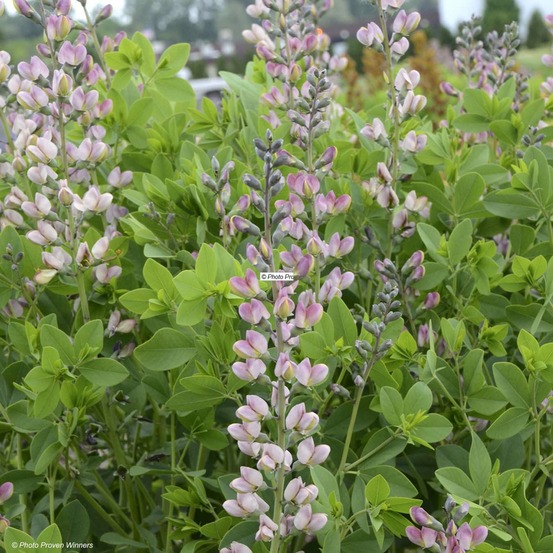 Lupin indigo 'decadence pink truffles' godet de 8/9 cm