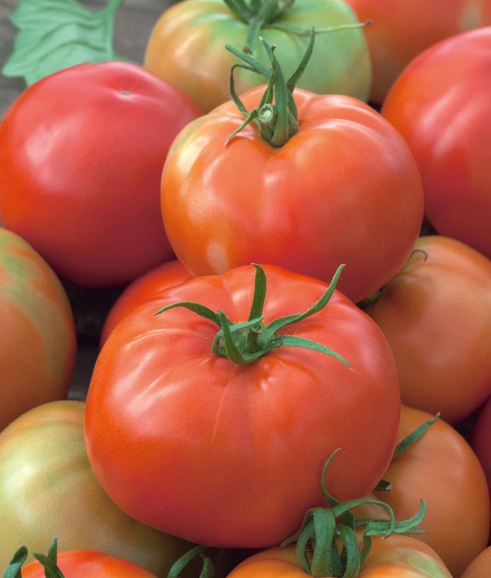 Tomate pyros hf1 - 30 semences