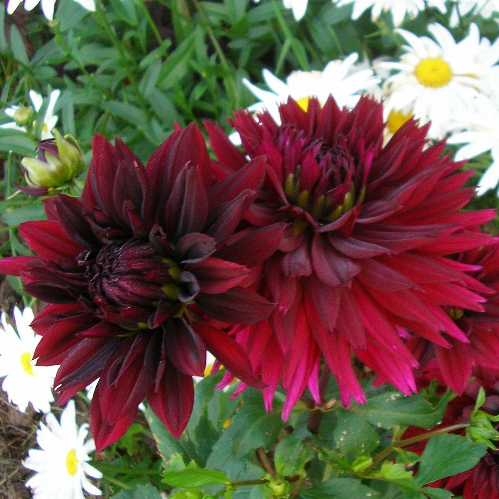 Dahlia gpe dentelles ''black touch'' bulbe calibre i