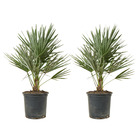 2x chamaerops humilis – palmier nain européen – palmier – rustique - ⌀19 cm - ↕60-70 cm