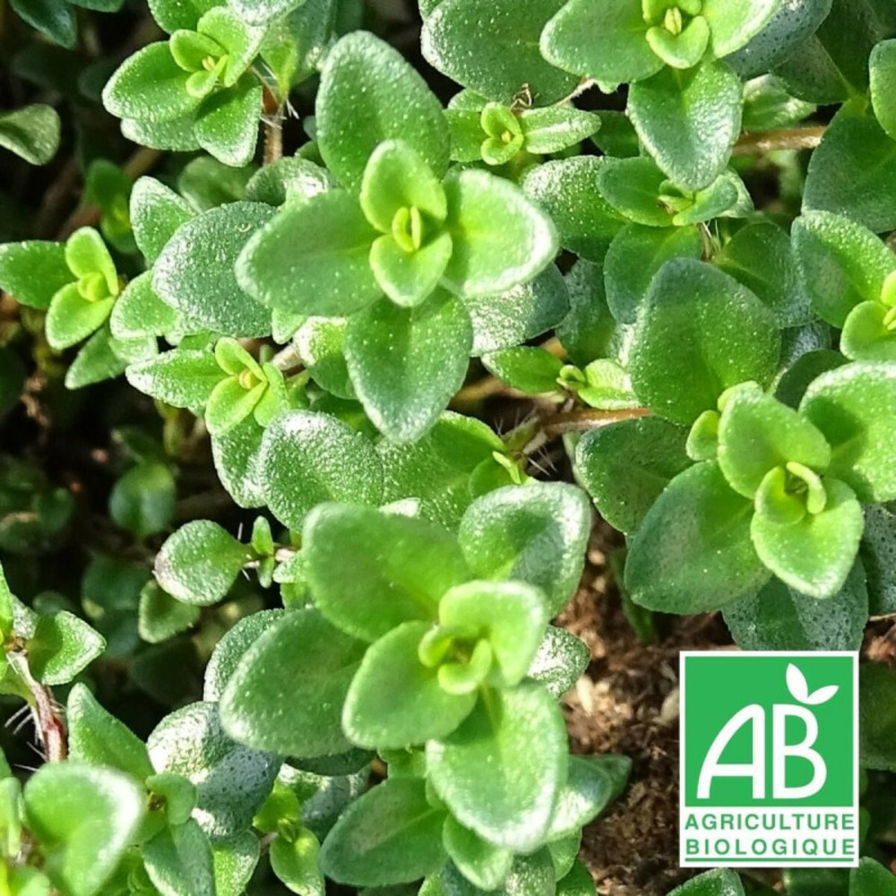 Thym citron rampant - sans traitement godet - 5/20 cm