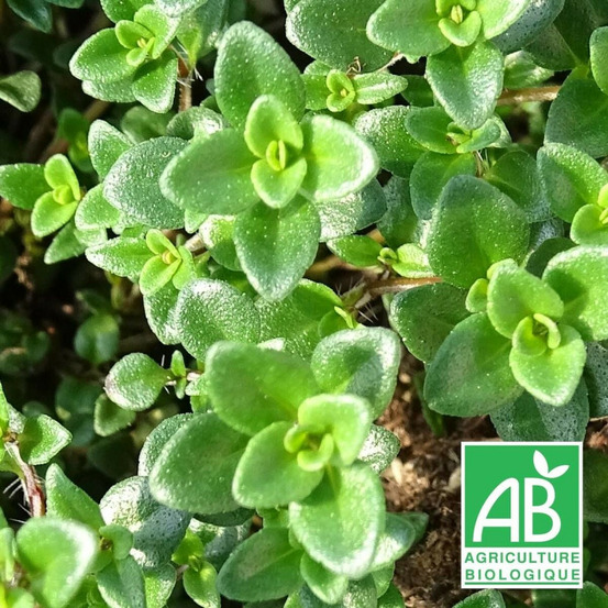 Thym citron rampant - sans traitement godet - 5/20 cm