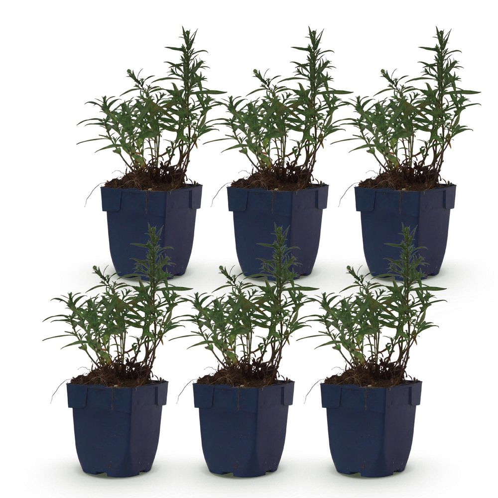 Aster - lot de 6 - pot 11 cm - hauteur 25 cm - plante d'extérieur