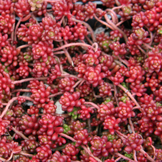 6 x orpin blanc 'coral carpet' - sedum album 'coral carpet' - godet 9cm x 9cm