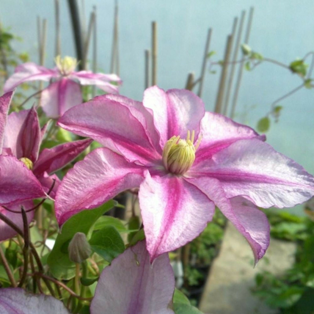 Clématite lasting love® ' grazyna' pot de 3l - echelle bambou 60/120 cm