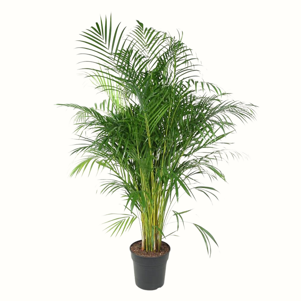Palmier areca - dypsis lutescens - 60cm