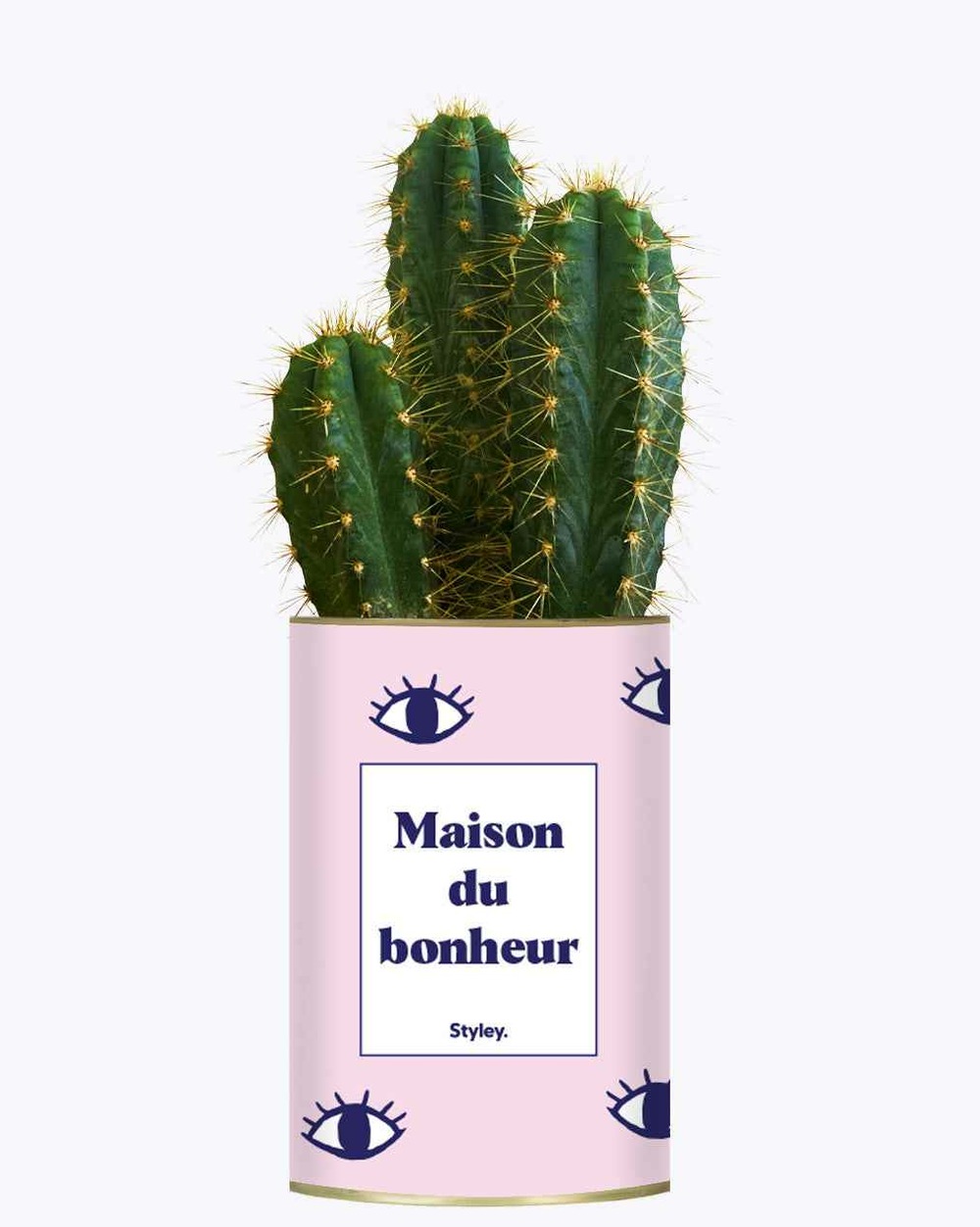 Plante à message - maison du bonheur - cactus