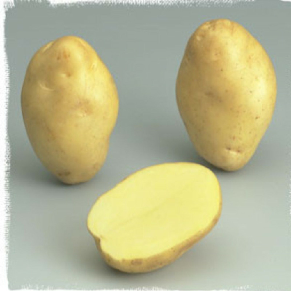 Kerpondy 100 plants de pomme de terre