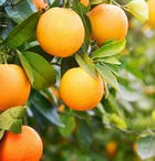 Citrus aurantium (orange amère/bigaradier)   blanc - taille pot de 30l - 180/220cm -8/10