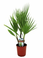 Washingtonia robusta - palmier - pot 15cm - hauteur 50-60cm