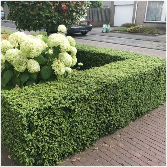 Ilex crenata 'jenny' x 12