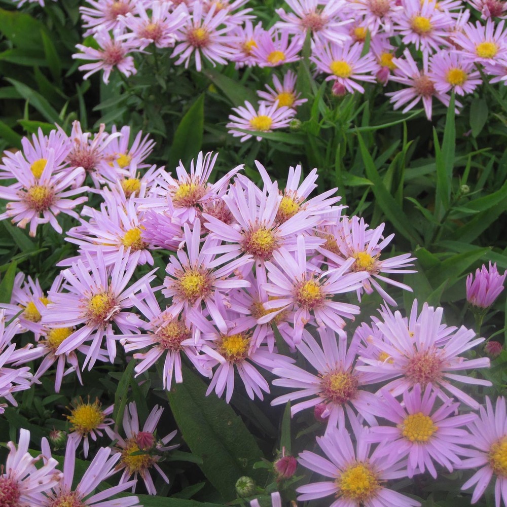 Aster nain 'peter harrison' godet de 8/9 cm
