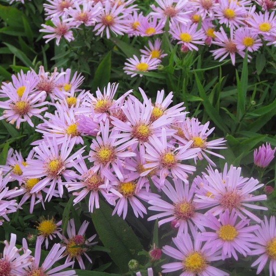 Aster nain 'peter harrison' godet de 8/9 cm