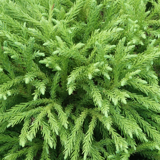 Cryptoméria du japon globosa nana - cryptomeria japonica globosa nana 40cm demi-tige
