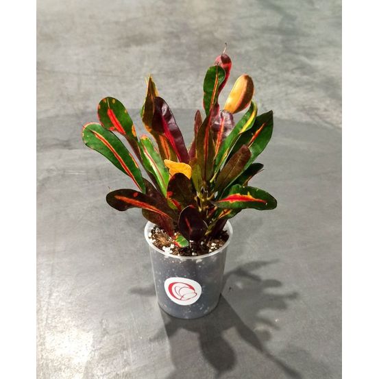 Croton - codiaeum mammi d. 7cm h. 20cm - plante d'intérieur