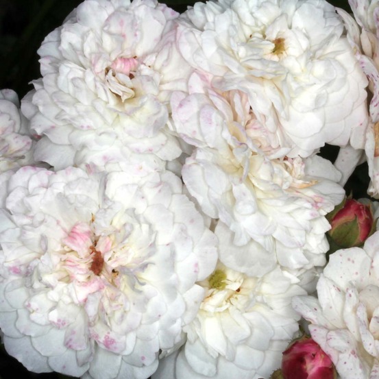 Rosier liane 'félicité et perpétue' pot de 4l/5l