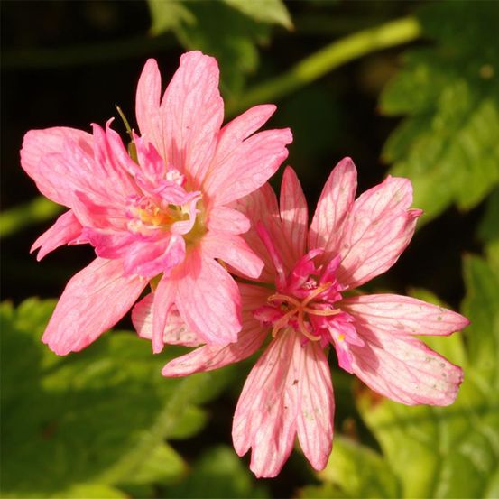 Géranium vivace 'southcombe double' godet de 8/9 cm