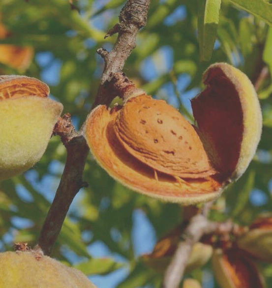 Prunus dulcis var. Largueta (amandier productif, fruit croquant allongé) pot de 9 litres -140/160 cm