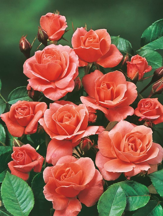 Rosier polyantha favori - le rosier